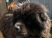 Black chow for sale
