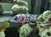 Male aulonacara cichlids