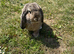 AGOUTI rabbit