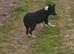 Border collie male