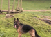 Kc German Shepards long haired
