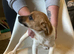 15 week old Jack Russel bitch