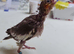 Young cockatiel