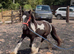 Rising 2yr old filly