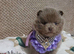 Amazing lilac girls russian line pomeranians