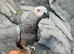 2 Year old Super Tame Talking African Grey Parrot
