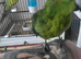 Tame kakariki for sale.