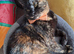Beautifull Willow, tortoiseshell, looking for a loving home.