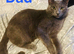 1 left beautifull kittens. Readynow :) looking forever homes