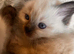 Pure Ragdoll kittens ready for forever home