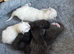 Ragdoll (mink) kittens born 10/07/26