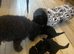 Toy Poodle Puppies