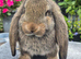 French Lops available for Reservation.