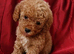 Beautiful F1B Maltipoo Puppies for Sale