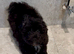 Fully DNA Health Tested F1 Maltipoo Puppies