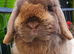 Baby lops available now