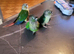 Conure