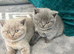 Lovely pure British shorthair kittens