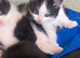 3 kittens looking for forever homes 1x super fluffy