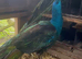 3x Male Peacocks available