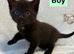 2 male kittens