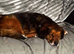 Retirement home needed for Huxley
