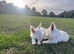 West highland terrier girls