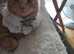 Cat for stud. Young Cream Tabby Male Cat for Stud Services only.