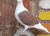 Saddle racing pigeons for sale