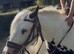 Piebald gypsy cob great family pony