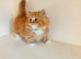 Rare Munchkin Minuet (Persian Munchkin) Kittens