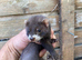 Polecat ferrets