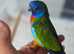 Amazing hand tamed scarlet chested male