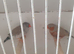 ZEBRA FINCHES