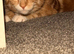 Ginger cat