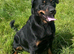 Forever Home Wanted- Gorgeous Rottweiler Girl Luna