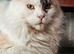 Retired Queen Maiencoon