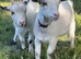 Pygmy billy castrated