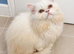 Male White Persian Chinchilla