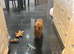 Teeny tiny Asian toy poodle