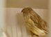 1 pair gloster canaries