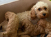 Cavapoo puppies