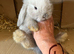 Mini lop pure breeds mixed sex’s.