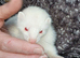 GENUINE MICRO FERRETS