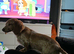 Piebald female miniature dachshund
