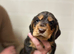 Beautiful little of pups