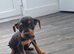 Jack russell puppies