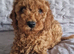 Miniature Goldendoodle puppies ready now