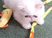 Colour Point Exotic Kittens