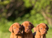 Show Bred, Docked Vizsla PUPPIES